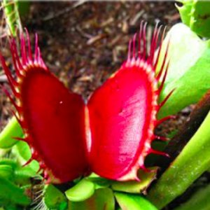Chậu cây bẫy kẹp bắt mồi - Venus Flytrap - Cây giống