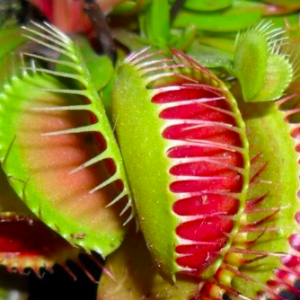 Chậu cây bẫy kẹp bắt mồi - Venus Flytrap - Cây giống