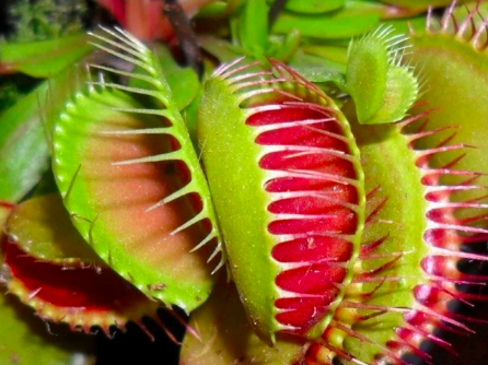 Chậu cây bẫy kẹp bắt mồi - Venus Flytrap - Cây giống