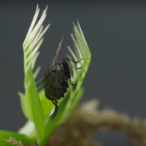 Chậu cây bẫy kẹp bắt mồi - Venus Flytrap - Cây giống