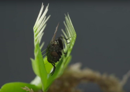 Chậu cây bẫy kẹp bắt mồi - Venus Flytrap - Cây giống