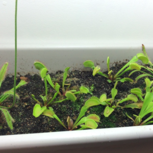 Chậu cây bẫy kẹp bắt mồi - Venus Flytrap - Cây giống