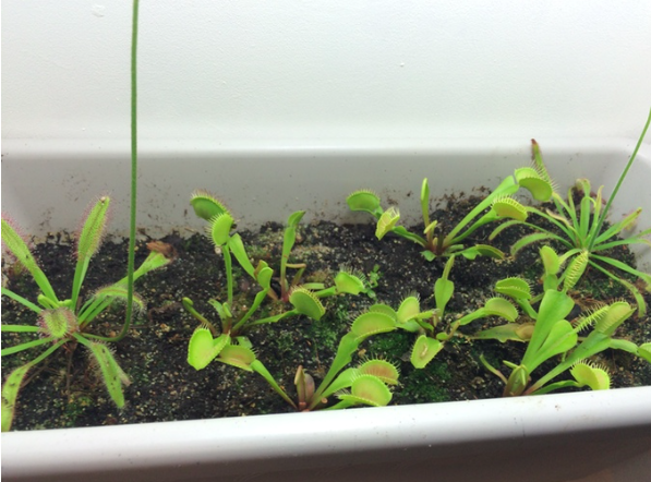 Chậu cây bẫy kẹp bắt mồi - Venus Flytrap - Cây giống