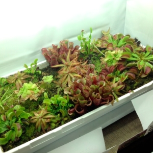 Chậu cây bẫy kẹp bắt mồi - Venus Flytrap - Cây giống