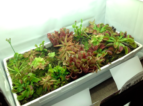 Chậu cây bẫy kẹp bắt mồi - Venus Flytrap - Cây giống