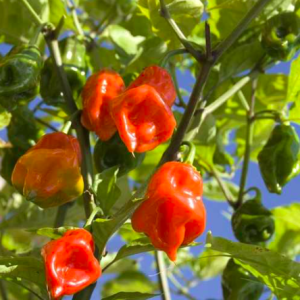 Cây ớt siêu cay Habanero Mexico