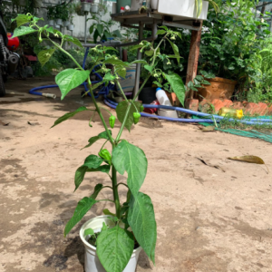 Cây ớt siêu cay Habanero Mexico