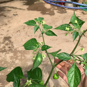 Cây ớt siêu cay Habanero Mexico