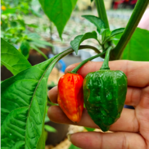 Cây ớt siêu cay Habanero Mexico