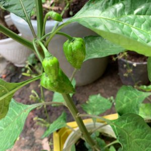 Cây ớt siêu cay Habanero Mexico