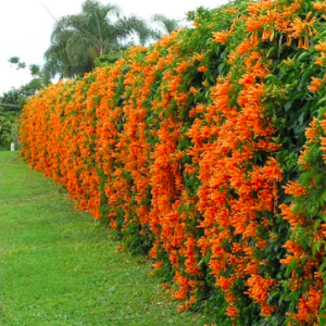 Cây giống rạng đông - Chùm ớt leo giàn cho hoa màu cam rực rỡ