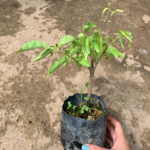 Cây giống rạng đông - Chùm ớt leo giàn cho hoa màu cam rực rỡ