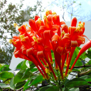 Cây giống rạng đông - Chùm ớt leo giàn cho hoa màu cam rực rỡ