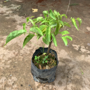 Cây giống rạng đông - Chùm ớt leo giàn cho hoa màu cam rực rỡ