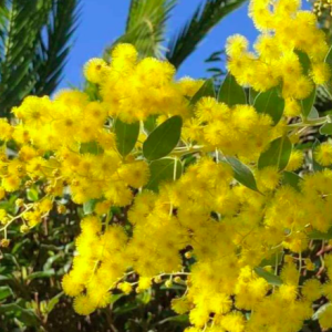 Cây giống mimosa cho hoa nhỏ li ti chùm vàng