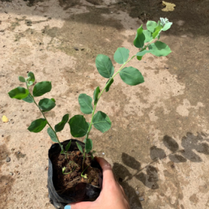 Cây giống mimosa cho hoa nhỏ li ti chùm vàng