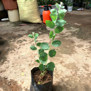 Cây giống mimosa cho hoa nhỏ li ti chùm vàng