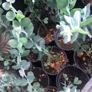 Cây giống mimosa cho hoa nhỏ li ti chùm vàng