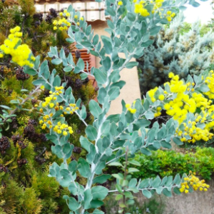 Cây giống mimosa cho hoa nhỏ li ti chùm vàng