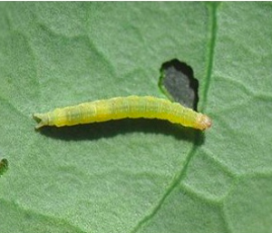 Dung dịch trừ sâu hữu cơ Comda 250EC 650ml