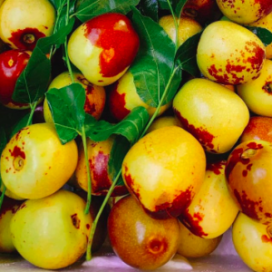 Cây giống Hồng Táo (Táo Tàu) siêu ngọt - Size trung cao 40-45cm