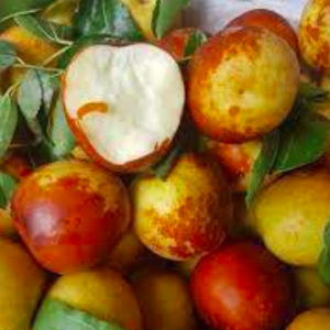 Cây giống Hồng Táo (Táo Tàu) siêu ngọt - Size trung cao 40-45cm