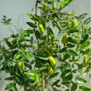 Cây giống Hồng Táo (Táo Tàu) siêu ngọt - Size trung cao 40-45cm