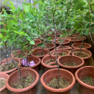 Cây giống Hồng Táo (Táo Tàu) siêu ngọt - Size trung cao 40-45cm