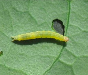 Dung dịch trừ sâu Comda Gold 10gr