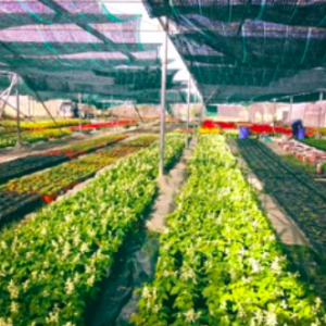 Chế phẩm diệt muỗi Secsaigon 100ml