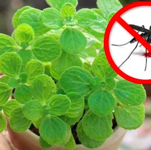 Chế phẩm diệt muỗi Wicare 100ml