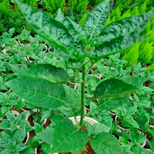 Cây giống ớt Peru đỏ cho trái thơm cay nồng