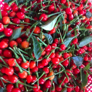 Cây giống ớt Peru đỏ cho trái thơm cay nồng