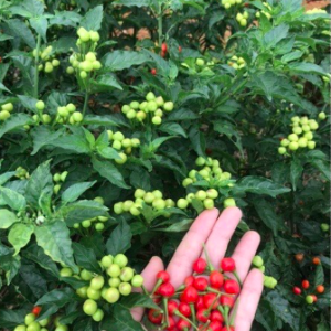 Cây giống ớt Peru đỏ cho trái thơm cay nồng