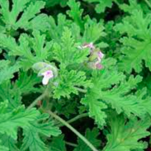 Chậu phong lữ hoa hồng có hương thơm đuổi muỗi hiệu quả - Rose scented Geraniums
