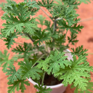 Chậu phong lữ hoa hồng có hương thơm đuổi muỗi hiệu quả - Rose scented Geraniums