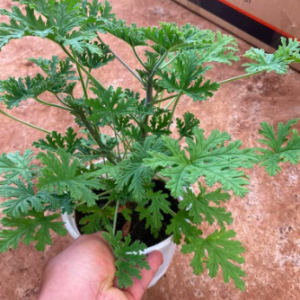Chậu phong lữ hoa hồng có hương thơm đuổi muỗi hiệu quả - Rose scented Geraniums