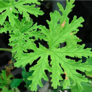 Chậu phong lữ hoa hồng có hương thơm đuổi muỗi hiệu quả - Rose scented Geraniums