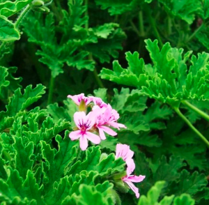 Chậu phong lữ hoa hồng có hương thơm đuổi muỗi hiệu quả - Rose scented Geraniums
