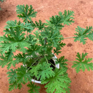 Chậu phong lữ hoa hồng có hương thơm đuổi muỗi hiệu quả - Rose scented Geraniums
