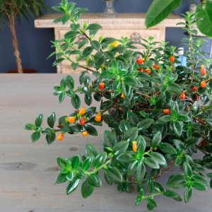 Chậu treo cá vàng sum đẹp - Goldfish Plant