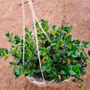 Chậu treo cá vàng sum đẹp - Goldfish Plant
