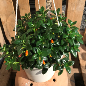 Chậu treo cá vàng sum đẹp - Goldfish Plant