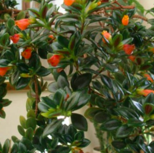 Chậu treo cá vàng sum đẹp - Goldfish Plant
