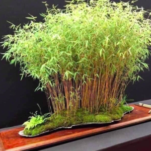 Cây trúc tăm trồng hàng rào sân vườn mang ý nghĩa may mắn