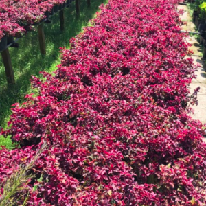 Cây ruby lá đỏ trồng công trình, cảnh quan sân vườn