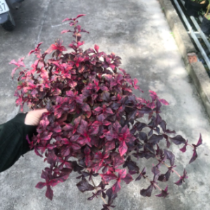 Cây ruby lá đỏ trồng công trình, cảnh quan sân vườn