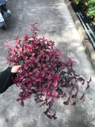 Cây ruby lá đỏ trồng công trình, cảnh quan sân vườn