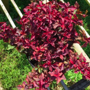 Cây ruby lá đỏ trồng công trình, cảnh quan sân vườn