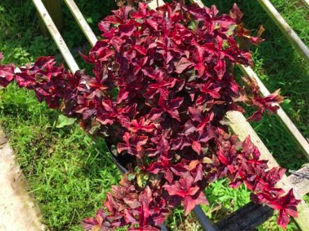 Cây ruby lá đỏ trồng công trình, cảnh quan sân vườn